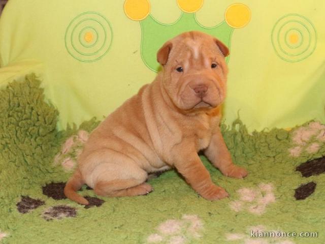 chiot Shar Pei a donner