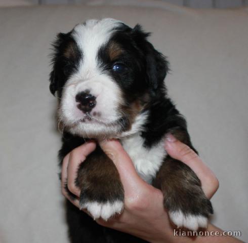 chiot bouvier bernois LOF a donner