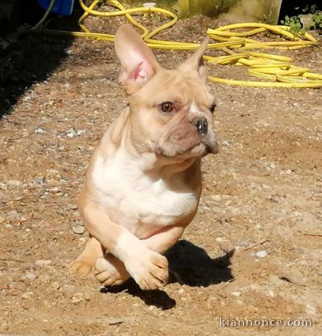 chiot bulldog anglais lof a donner