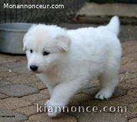 A Donne chiot type Berger Blanc Suisse femelle