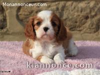  Adorable FEMELLE Cavalier King Charles A DONNER