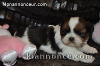  À donner Chiot type SHIH TZU femelle