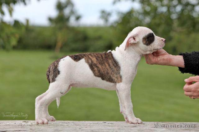 Chiot american staffordshire terrier lof a donner