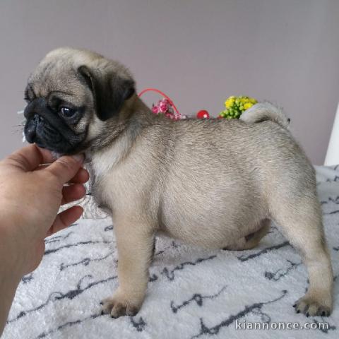 chiots carlin  LOF a donner