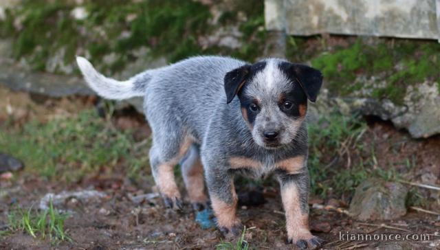 Chiot Bouvier australien pedigré a donner