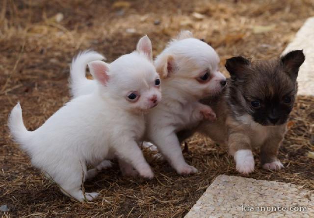 A donné chiot chihuahua beige/blanc femelle