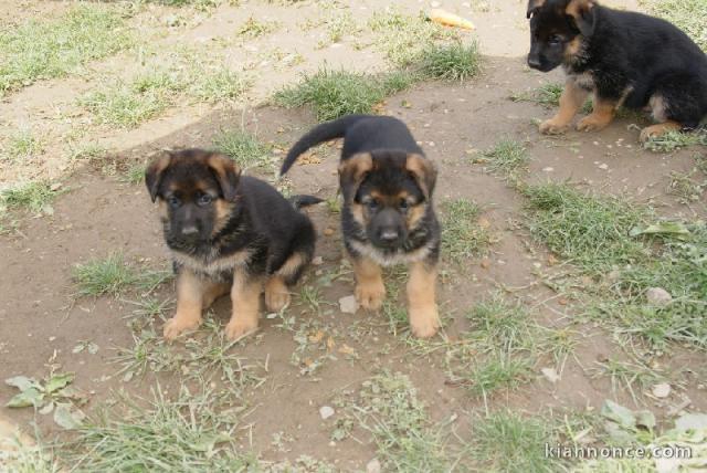 Donne chiot berger allemand femelle lof