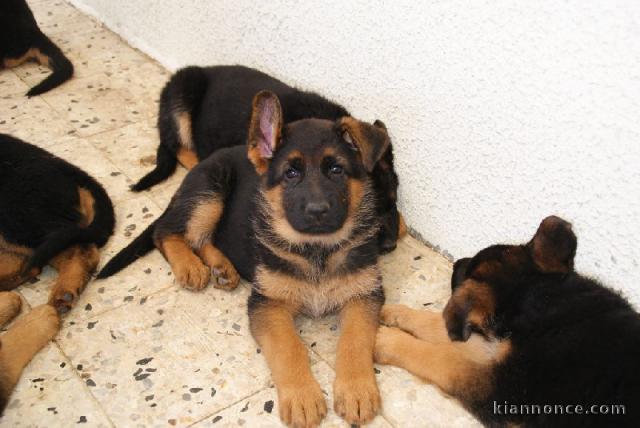 Donne chiot berger allemand femelle lof