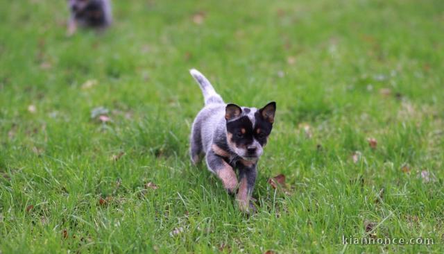 Chiot Bouvier australien pedigré a donner