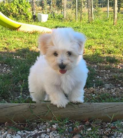 Chiot coton de tulear LOF a donner