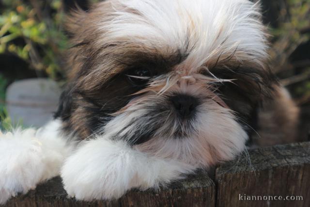 Donnes chiot shih tzu femelle non inscrit au lof