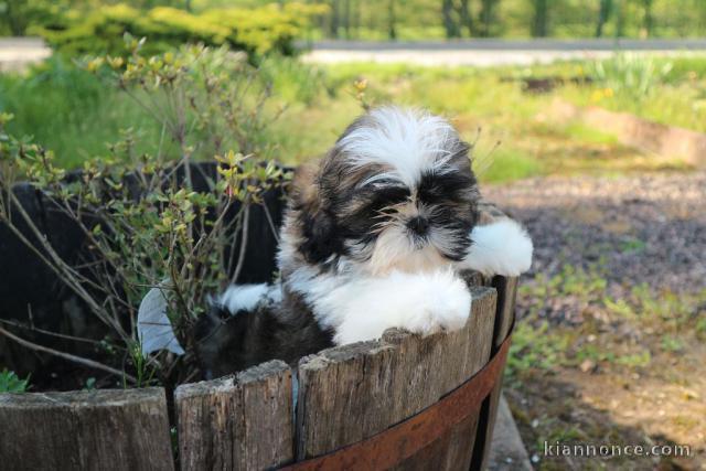 Donnes chiot shih tzu femelle non inscrit au lof