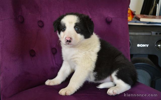 chiots Border collie lof a donner