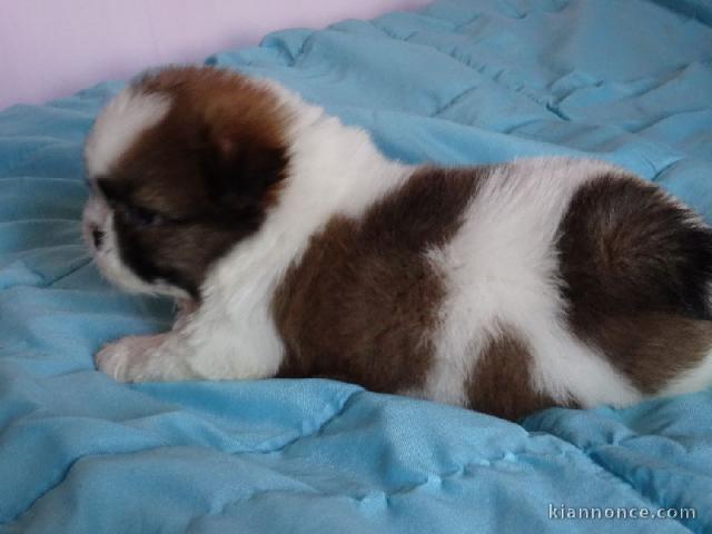 Donnes chiot shih tzu femelle non inscrit au lof