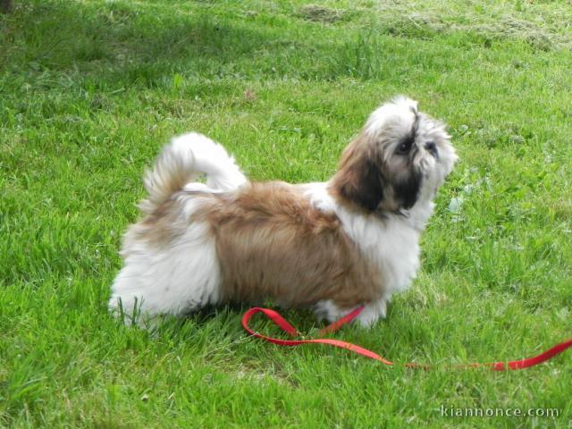 Donnes chiot shih tzu femelle non inscrit au lof