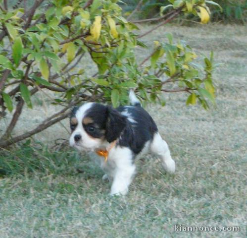 Chiots Cavaliers King Charles LOF a donner