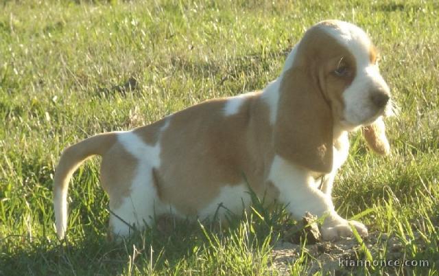 Chiots Basset Hound a donner