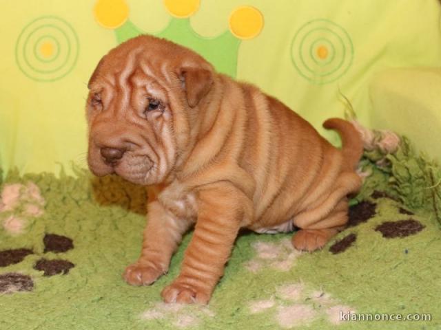 chiot Shar Pei a donner