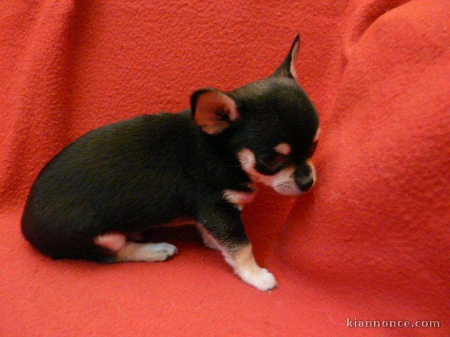 Chiot chihuahua LOF a donner