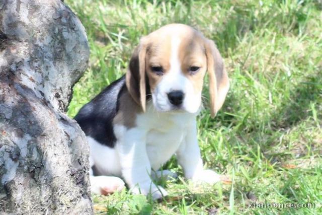 chiot Beagle LOF a donner