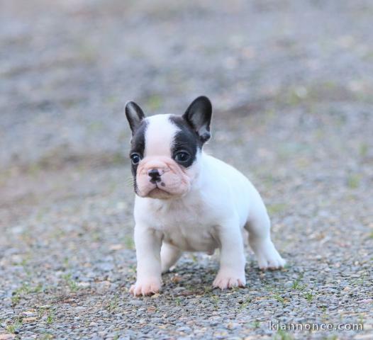 Chiot Bouledogue Français lof a donner