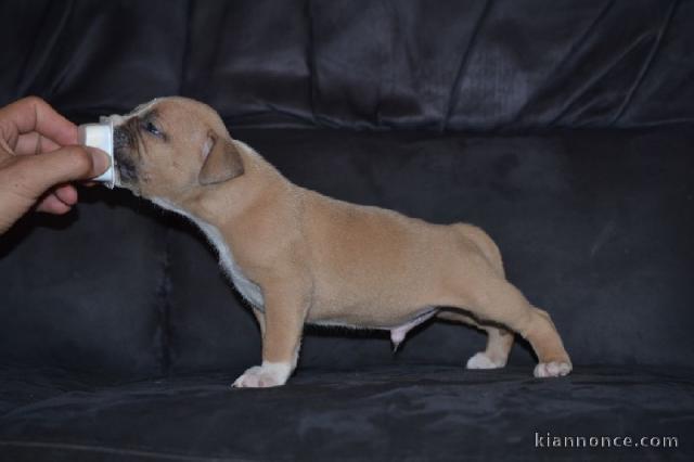 Chiot american staffordshire terrier lof a donner