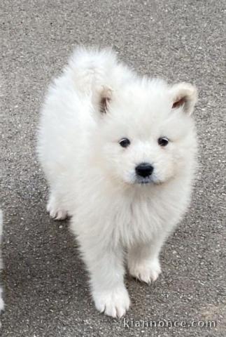 Chiots samoyede pedigré a donner