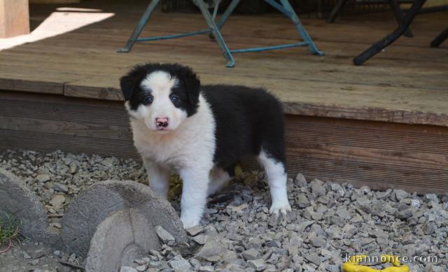 chiots Border collie lof a donner