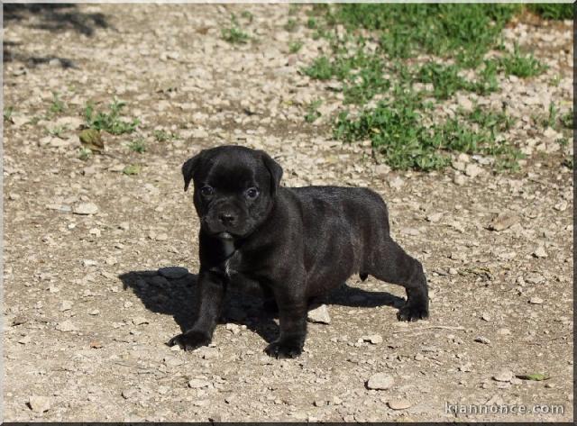 Chiots Staffordshire Bull Terrier LOF a donner