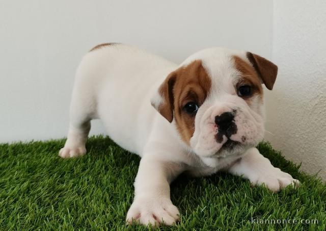 chiot bulldog anglais lof a donner