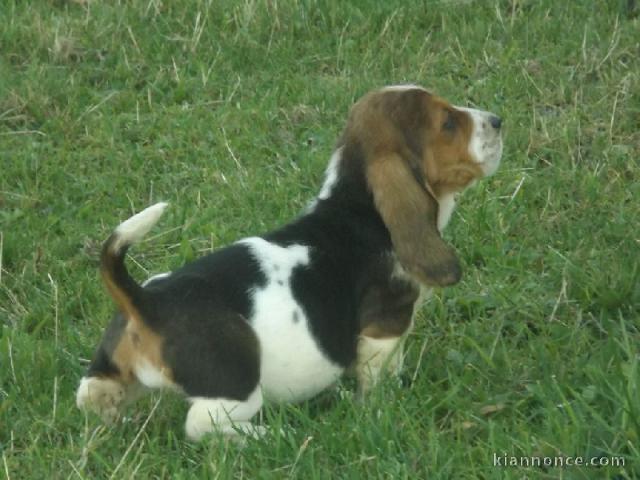 chiots Basset Hound lof a donner