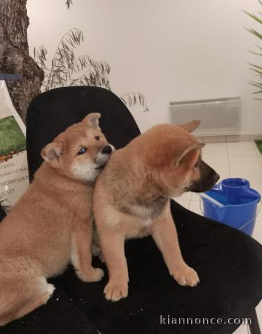 chiots Shiba inu lof a donner