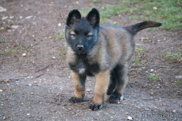 chiot berger belge  femelle et mâle a donner