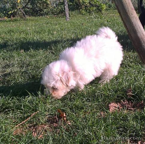 Chiot coton de tulear LOF a donner