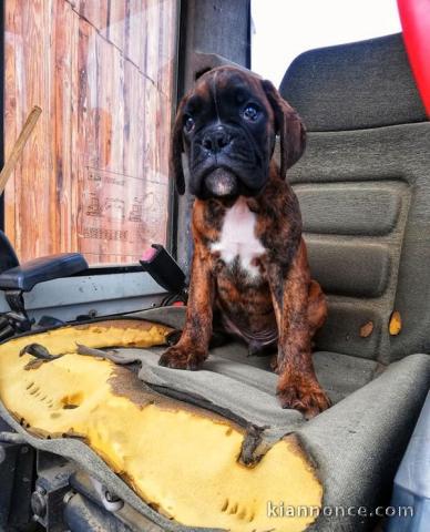 Adorable chiot Boxer femelle et mâle a donner