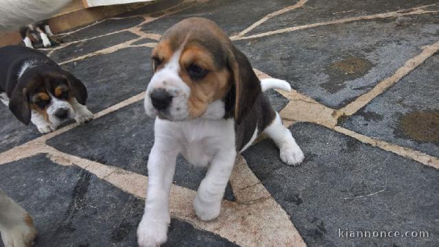 chiot Beagle LOF a donner