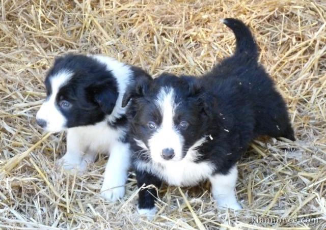 chiots Border collie lof a donner