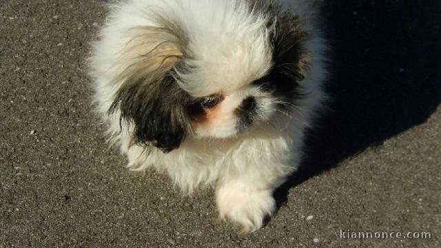 chiot pekinois lof a donner