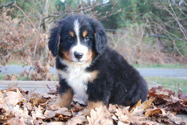 chiot bouvier bernois LOF a donner