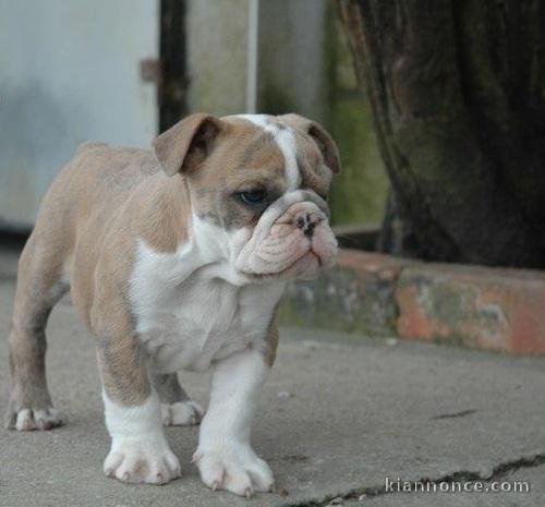 chiot bulldog anglais lof a donner