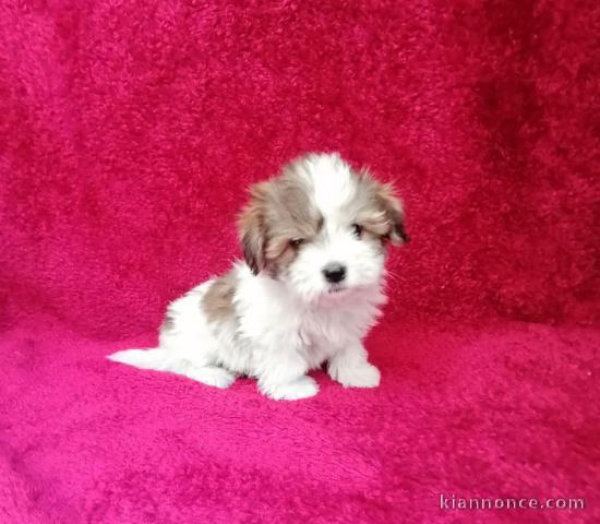 Chiot coton de tulear LOF a donner