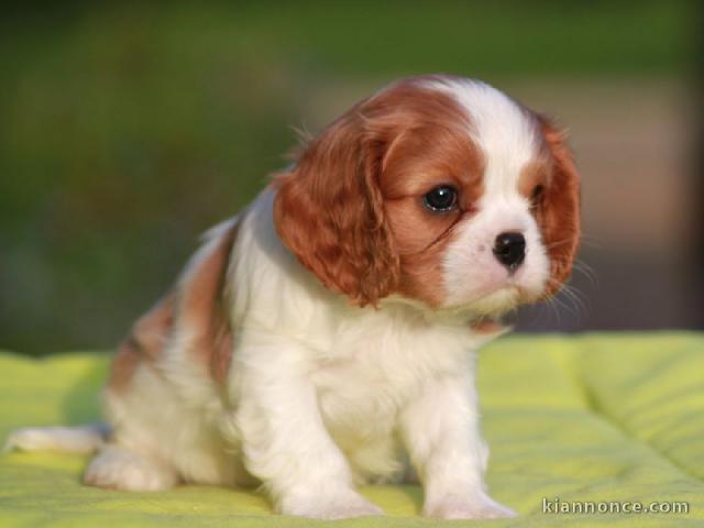 Donner chiot cavalier king charles spaniel femelle