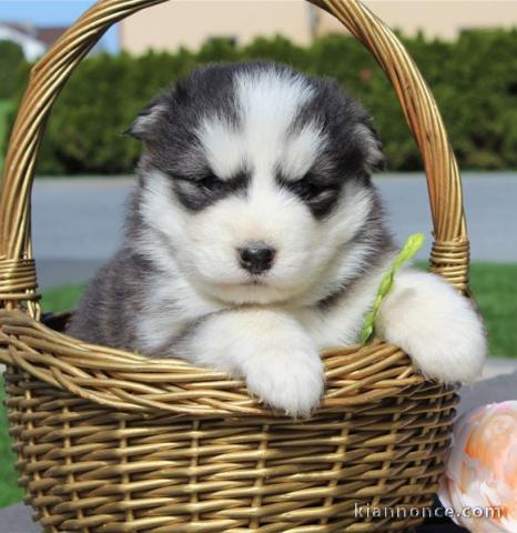 Petits chiots très joueurs a donné  husky siberien 