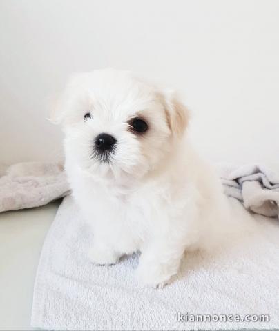 Chiots Bichon maltais disponible 