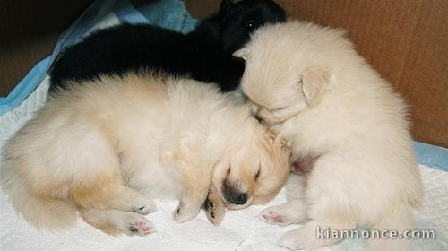 Petits chiots très joueurs a donné  Chihuahua 