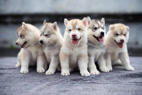 Jolie husky siberien contre bon soins ...