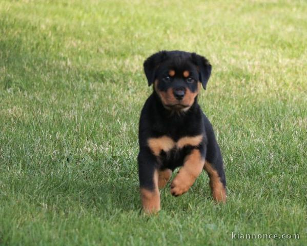 A donner chiot rottweiler lof