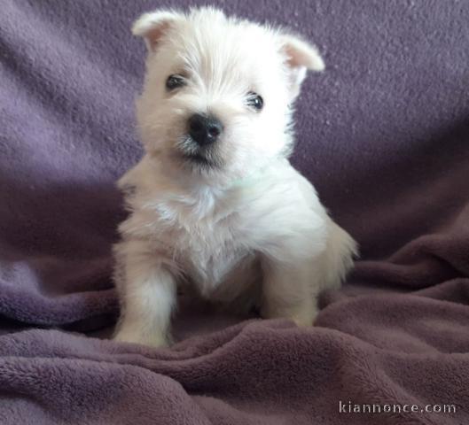 chiot Westie lof a donner