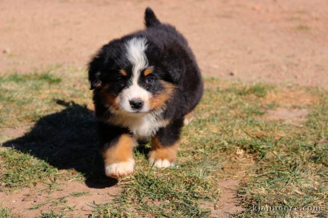 chiot bouvier bernois LOF a donner