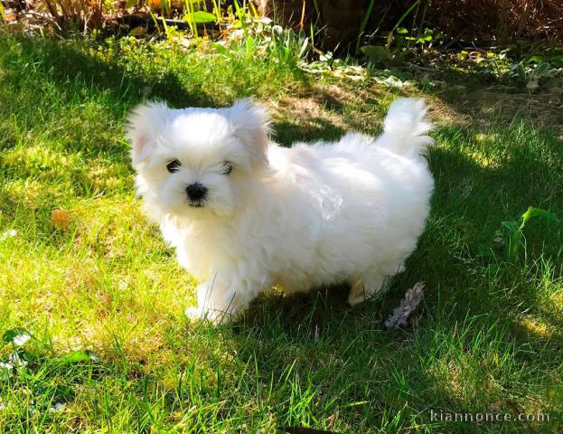 Adorable chiot bichon maltais femelle a donner